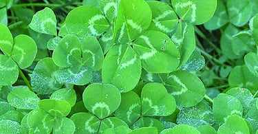 Close up of light green and white clover cover crops in a garden.