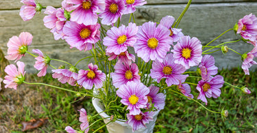 Seeds That Don't Mind Flawed Gardening