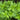 Basil: The King of Herbs