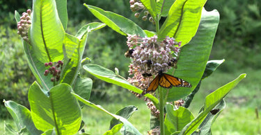 Monarch butterfly feeding on light pink common milkweed