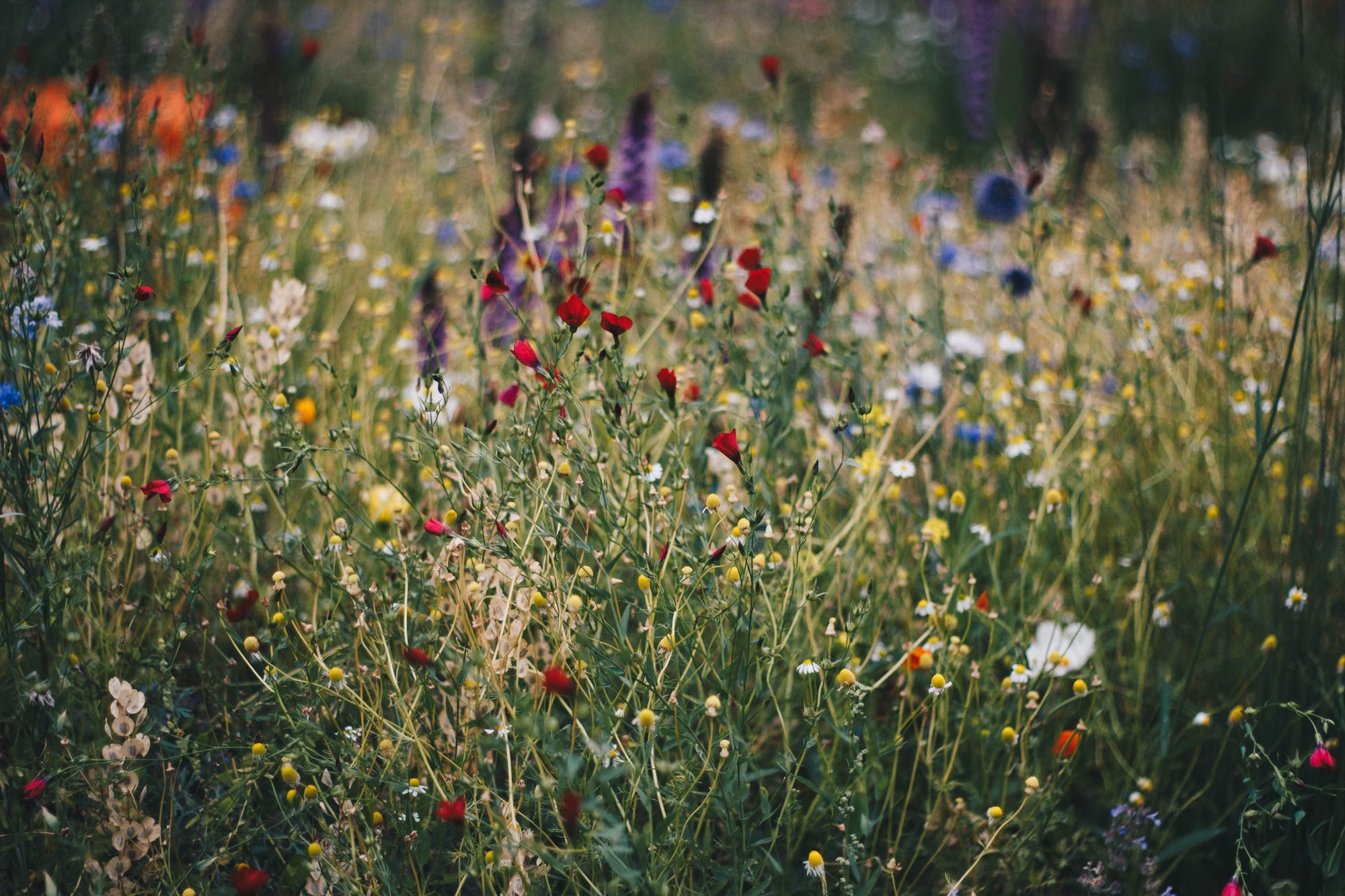 Growing Native: Why Wildflowers and Native Plants Make A World of Difference