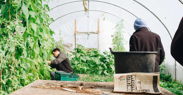 Local cooperative extension employees working in a bright greenhouse
