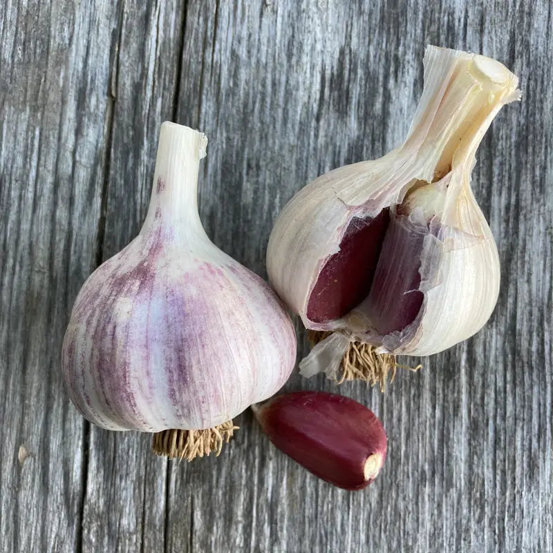Garlic Bulbs Pinetree Garden Seeds garlic-bulbs-pinetree-garden-seeds