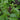 Purple and green cinnamon mexican basil in herb garden.