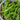 Fresh green winged peas with ruffled, green pods piled inside a light-colored bowl.