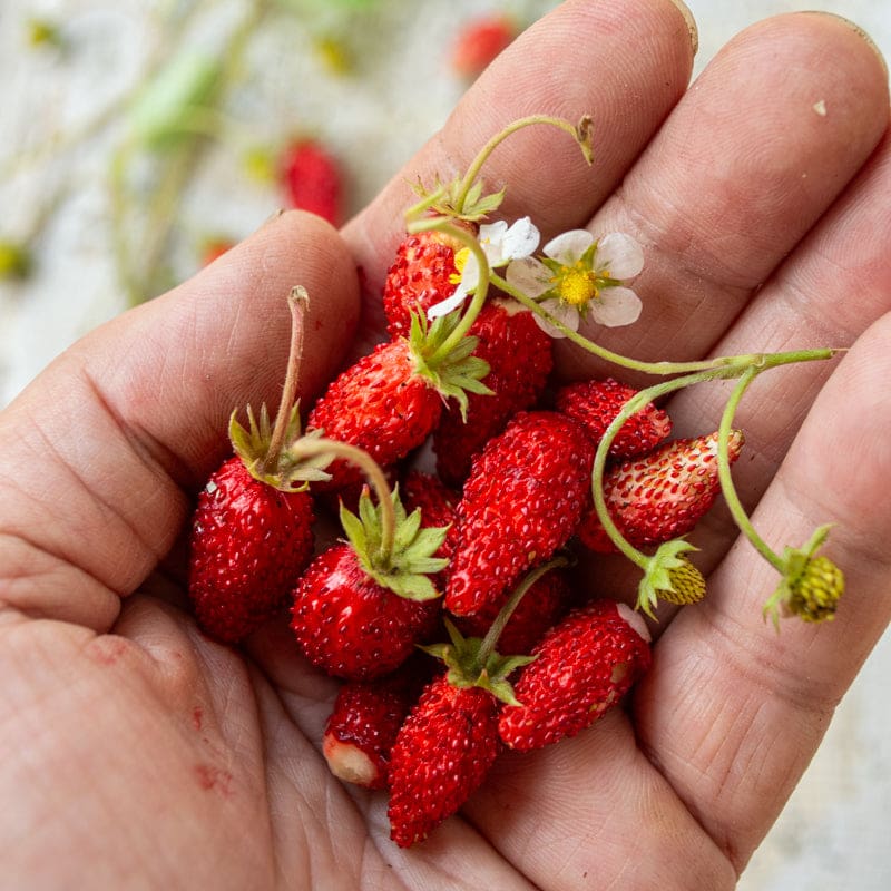 seeds on a strawberry Alexandria Alpine Strawberry (100-120 Days)