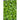 Amara Greens (21-40 Days) - Vegetables