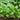 Amara Greens (21-40 Days) - Vegetables