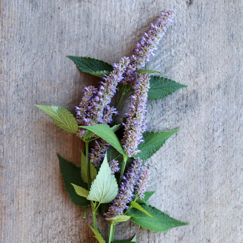 anise hyssop seeds planting Anise Hyssop