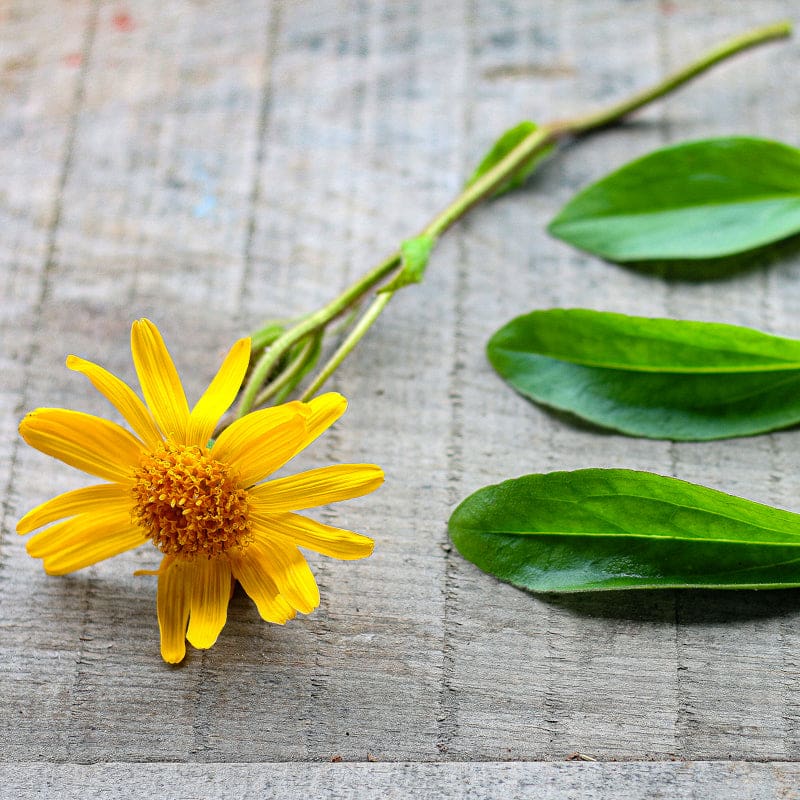 arnica plant seeds Arnica