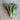 Aspabroc Broccoli (F1 Hybrid 50 Days) - Vegetables