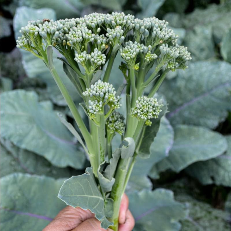 broccoli succulent Aspabroc Broccoli (F1 Hybrid 50 Days)