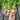 Avalanche Beet (F1 Hybrid 55 Days) - Vegetables