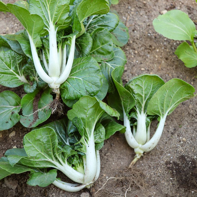 planting pak choi seeds Baby Pak Choi (50 Days)