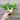 Baby Pak Choi (50 Days) - Vegetables
