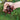 Babybeat Beet (40 Days) - Vegetables