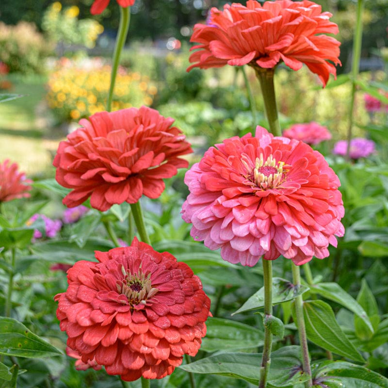 giant zinnia flower seeds Benary's Giant Coral Zinnia