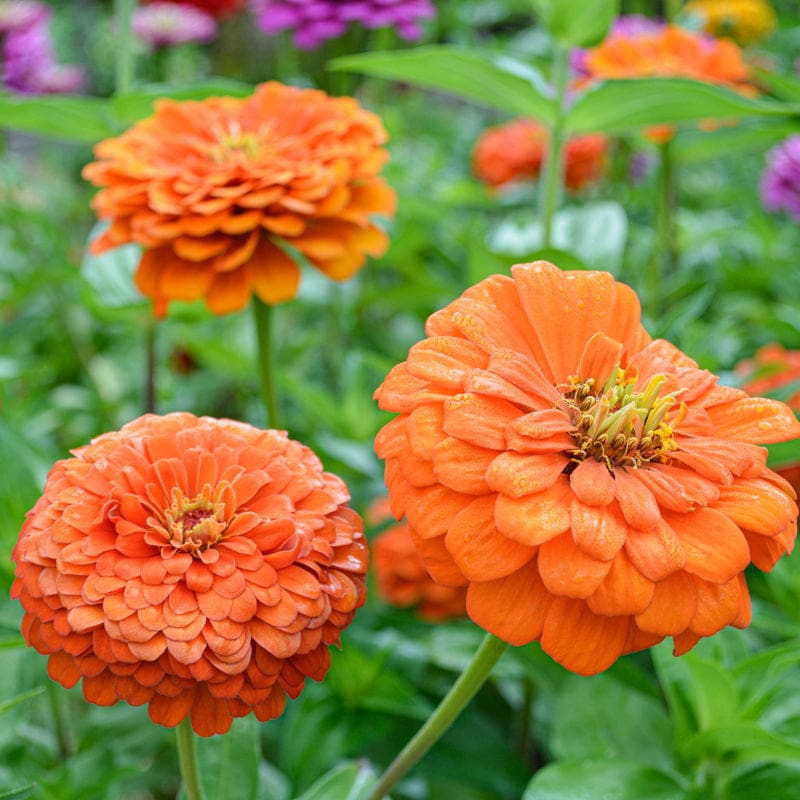 benary flower seeds Benary's Giant Orange Zinnia