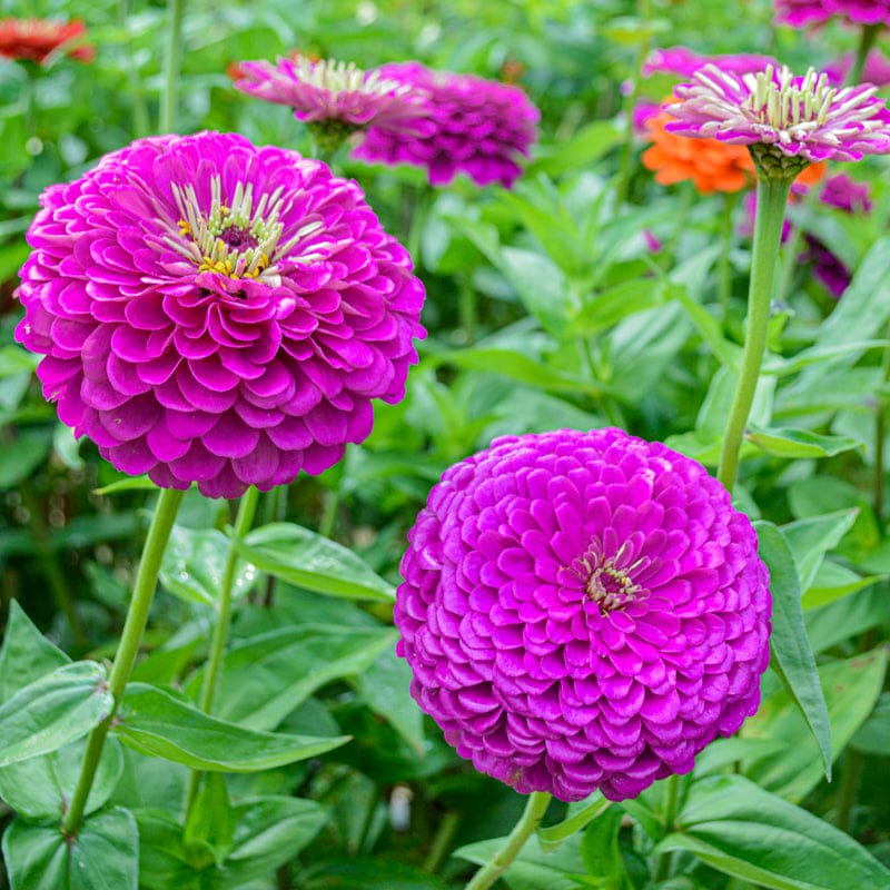 purple garden seeds Benary's Giant Purple Zinnia