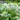 Bianca Borage - Herbs