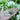 Bianca Borage - Herbs
