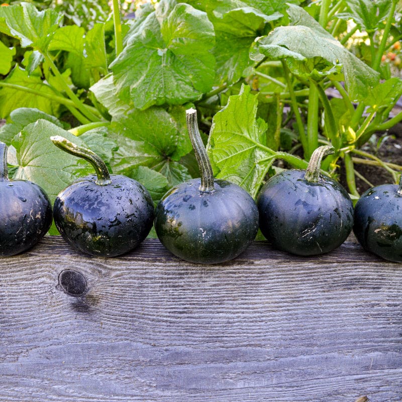 pumpkin seed plant Black Bear Pumpkin (F1 Hybrid 80 Days)