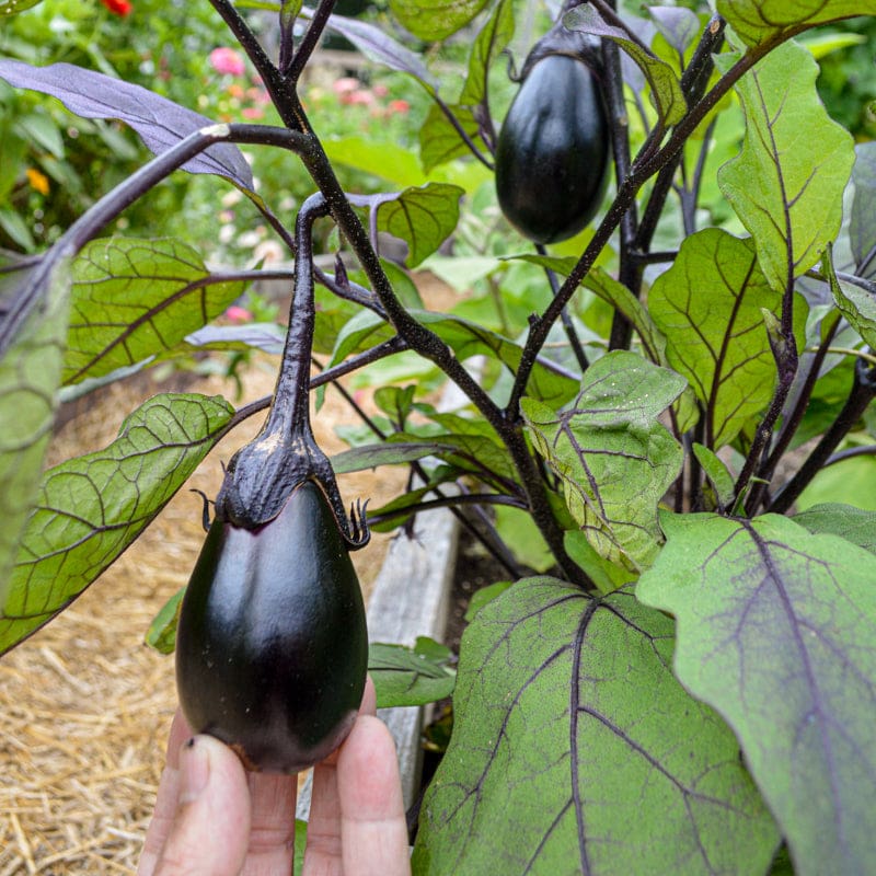 plant eggplant from seed Black Egg Eggplant (70 Days)