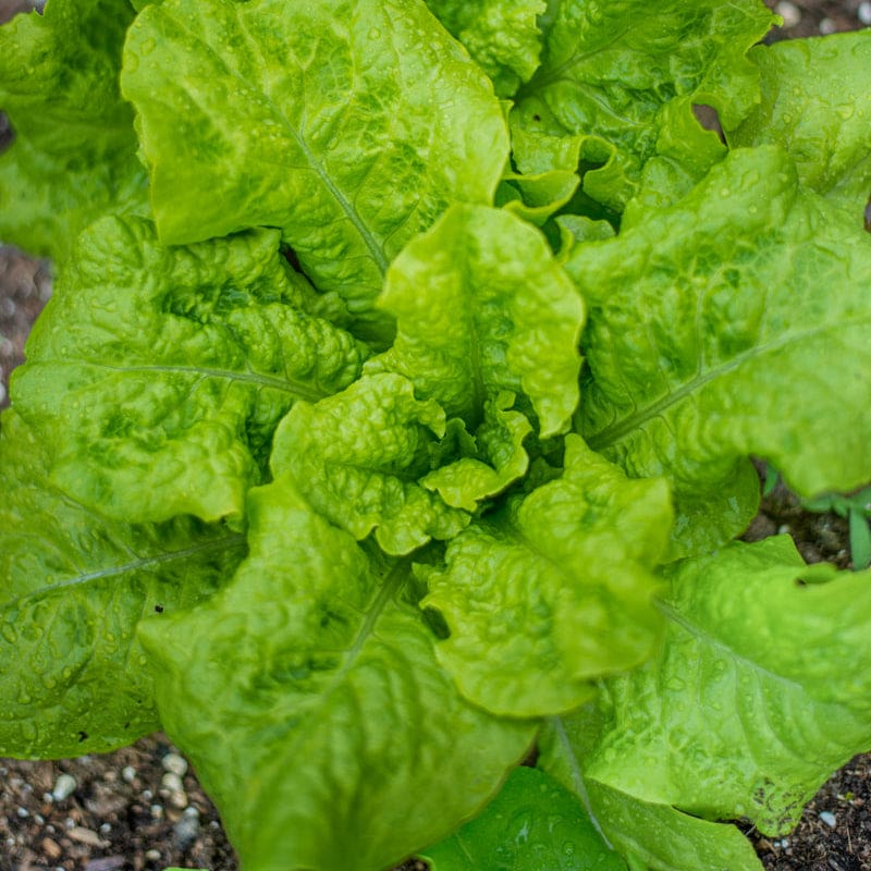 lettuce plant from seed Black Seeded Simpson Lettuce (Heirloom, 46 Days) – Pinetree Garden Seeds