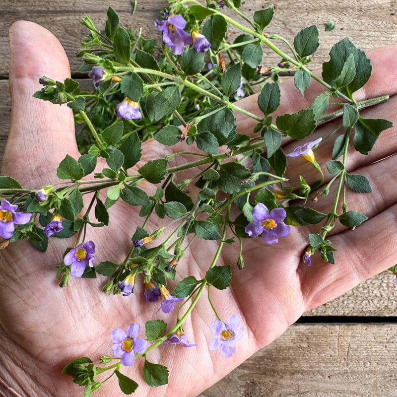 bacopa indoor plant Blutopia Bacopa