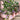 Blutopia Bacopa - Flowers