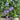 Blutopia Bacopa - Flowers
