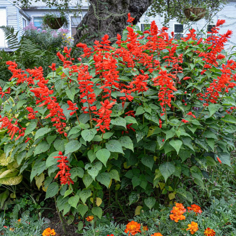 salvia flower seeds Bonfire Salvia