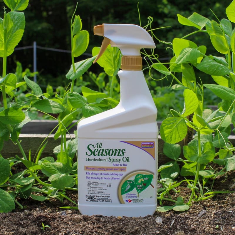 organic spray for garden insects Bonide All Seasons Horticultural Spray Oil, 1 Qt