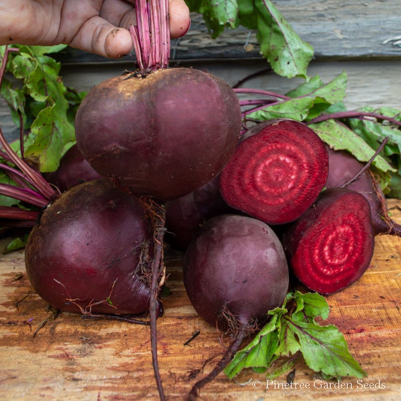 garden beet seeds Boro Beet (Organic F1 Hybrid 50 Days)