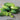 Green boston pickling cucumbers on a wooden surface