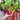Bright Lights Swiss Chard (50 Days) - Vegetables
