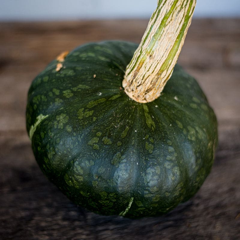 burgess seed and plant zones Organic Burgess Buttercup Squash (Cucurbita maxima)