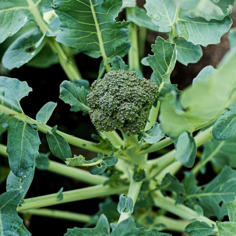 broccoli succulent Calabrese Broccoli (Heirloom 55 Days )