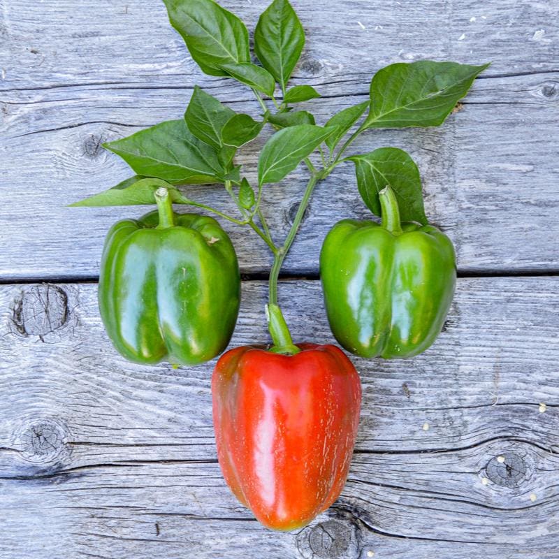 planting bell pepper seeds California Wonder Pepper (75 Days)