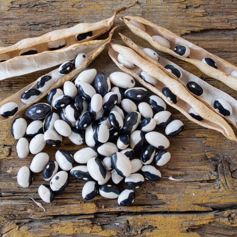 dry bean seeds for planting Calypso Bush Bean Heirloom
