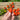 Candy Bell Tomato (F1 Hybrid 65 Days) - Vegetables