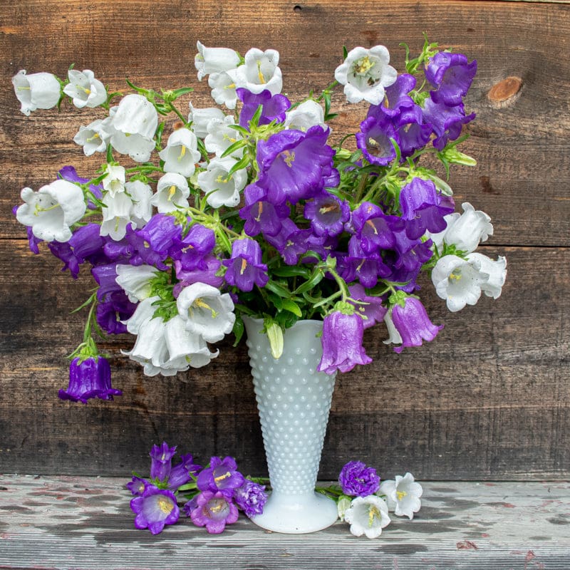 canterbury bell flower seeds Canterbury Bells