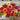 Carousel Mix Zinnia - Flowers