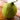 Casaba Golden Beauty Melon (110-120 Days) - Vegetables