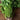 Celery Microgreens ( 1 Oz ) - Microgreens