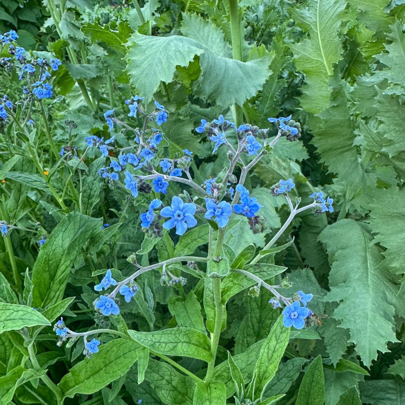 a plant that makes seeds but not flowers would be Chinese Forget-Me-Not – Pinetree Garden Seeds