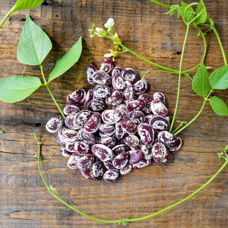 christmas plant seeds Christmas Lima Pole Bean (85-95 Days)