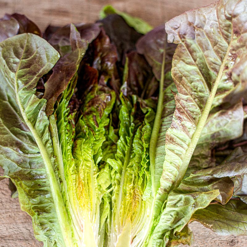 garden lettuce seeds Cimmaron Lettuce (Heirloom, 58 Days)