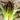 Cimmaron Lettuce (Heirloom 58 Days) - Vegetables
