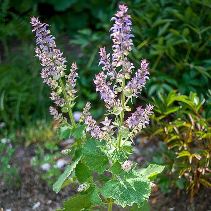 planting sage seeds Clary Sage